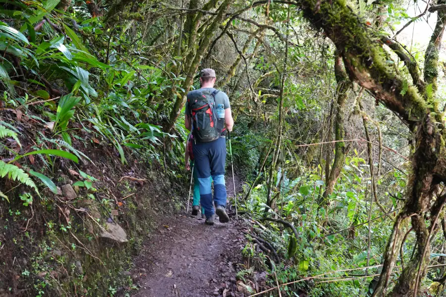 Trekker surrounded by dense jungle vegetation on the trail to Chaullay during Salkantay Trek | Conde Travel Adventures