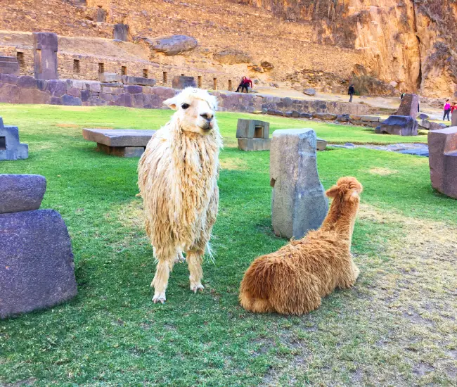 Llamas at the historic Ollantaytambo archaeological site surrounded by Andean mountains | Conde Travel Adventures