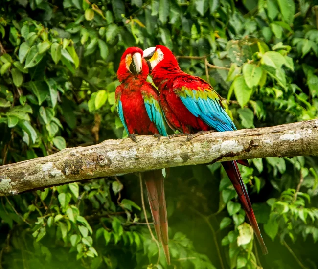 Vibrant macaws feeding on clay lick in the Tambopata National Reserve, Peru | Conde Travel Adventures