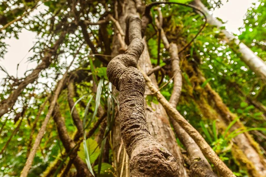 Ayahuasca vine growing in the Amazon rainforest of Peru | Conde Travel Adventures