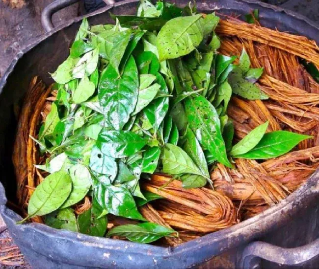 Ayahuasca vine and chacruna leaves used in traditional brew in Peru | Conde Travel Adventures